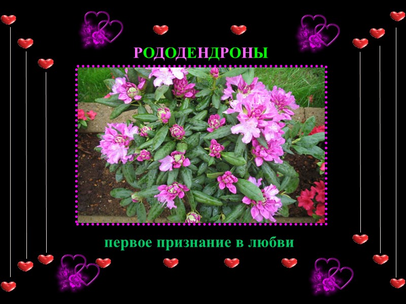 РОДОДЕНДРОНЫ первое признание в любви